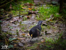 Blackbird – Kos